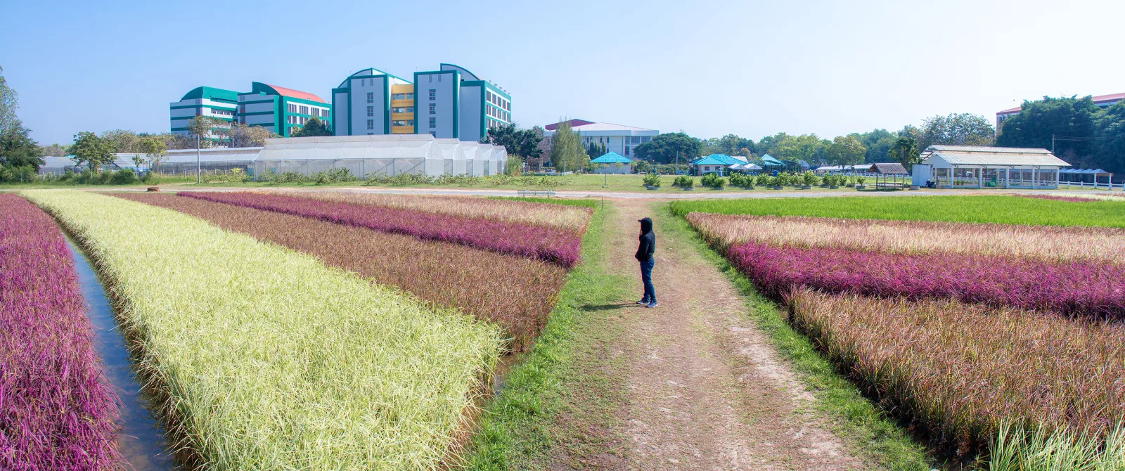 Rainbow Rice: Many Benefits