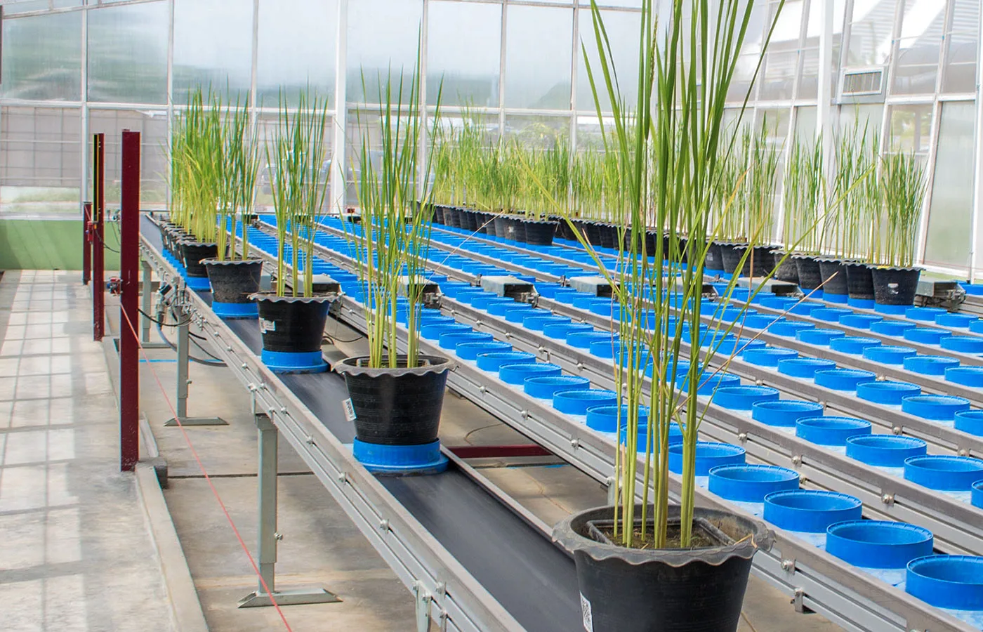 New Ideotype of Rice with Water-use Efficiency