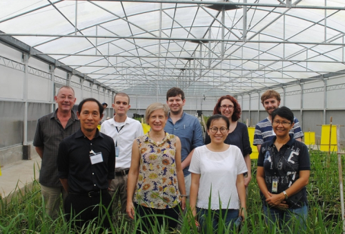 Climate Ready Rice – Optimising Transpiration to Protect Rice Yields under Abiotic Stresses