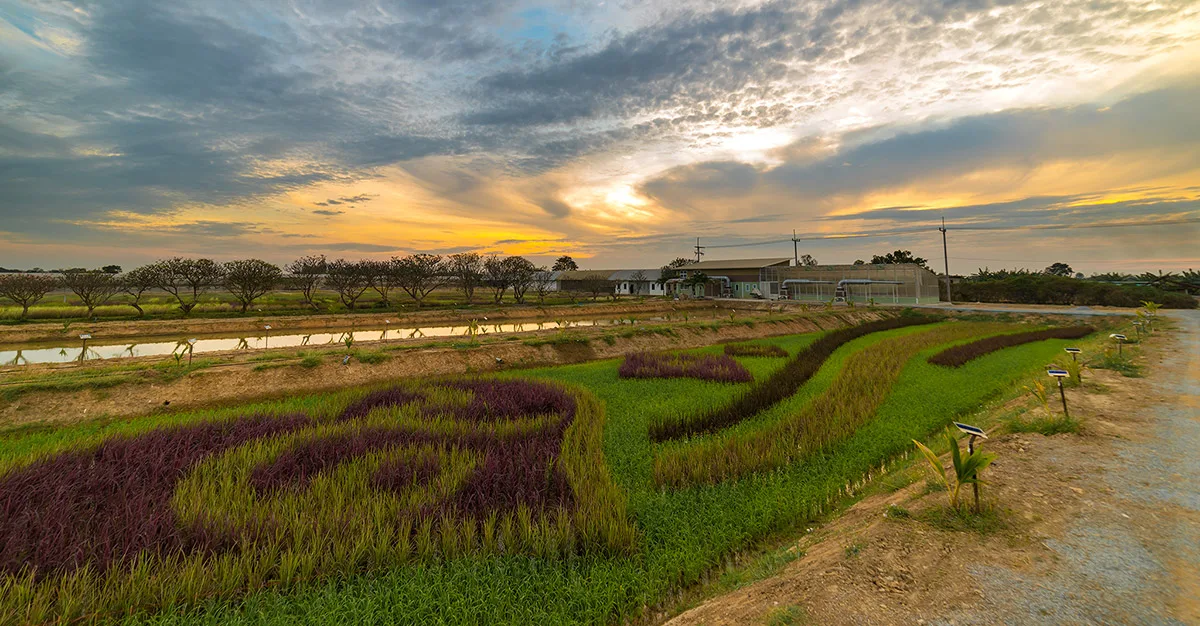 Rice Field Art