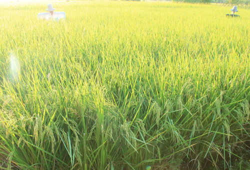 ข้าวหอมจินดา (Hom Jinda)
