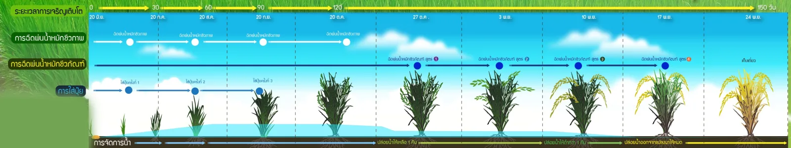 Sustainable Fragrant Rice Project 2015: Intensive Production of Khao Dawk Mali 105 Rice to Stimulate Aroma Compounds