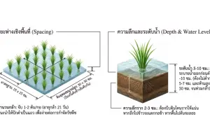 How to Grow Riceberry Rice in an Organic Farming System