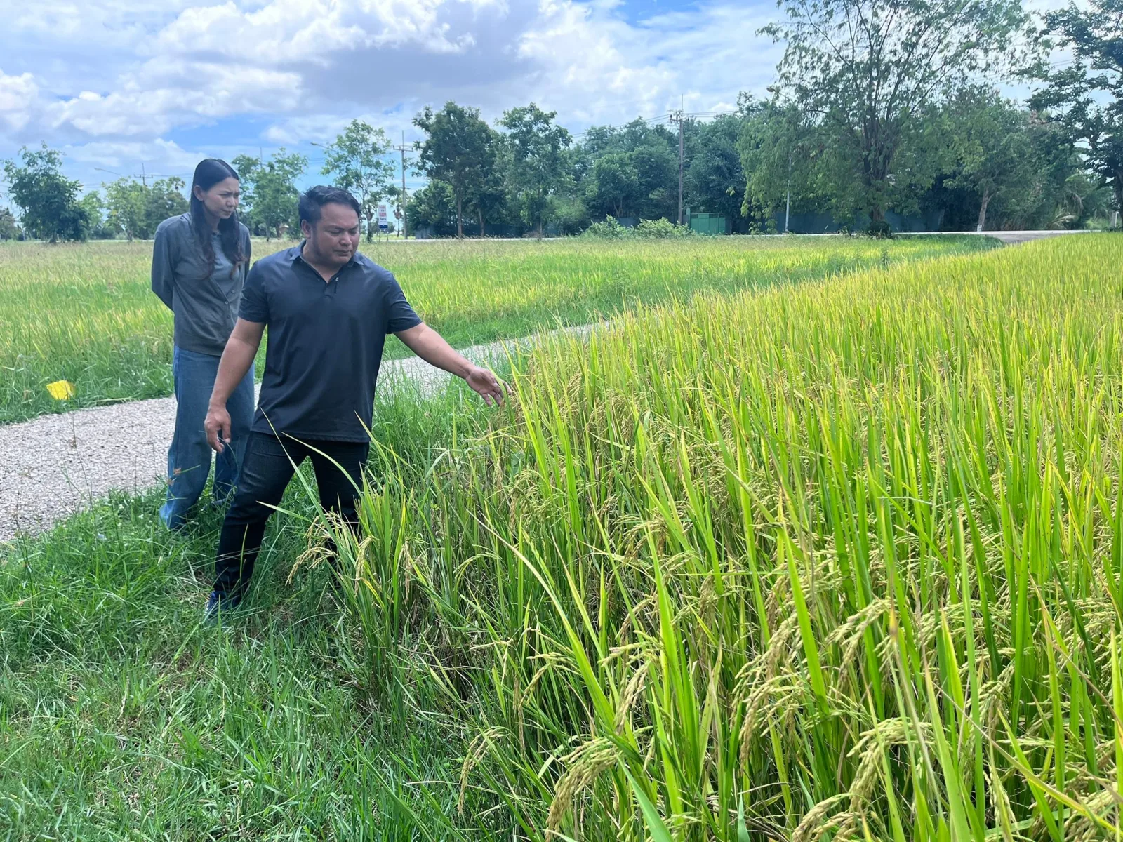 Rice Science Center, KU – BIOTEC, NSTDA Visit Phetchaburi to Follow Up on Salt-Tolerant Rice, Aiming to Raise Farmer Income in Areas at Risk of Seawater Intrusion