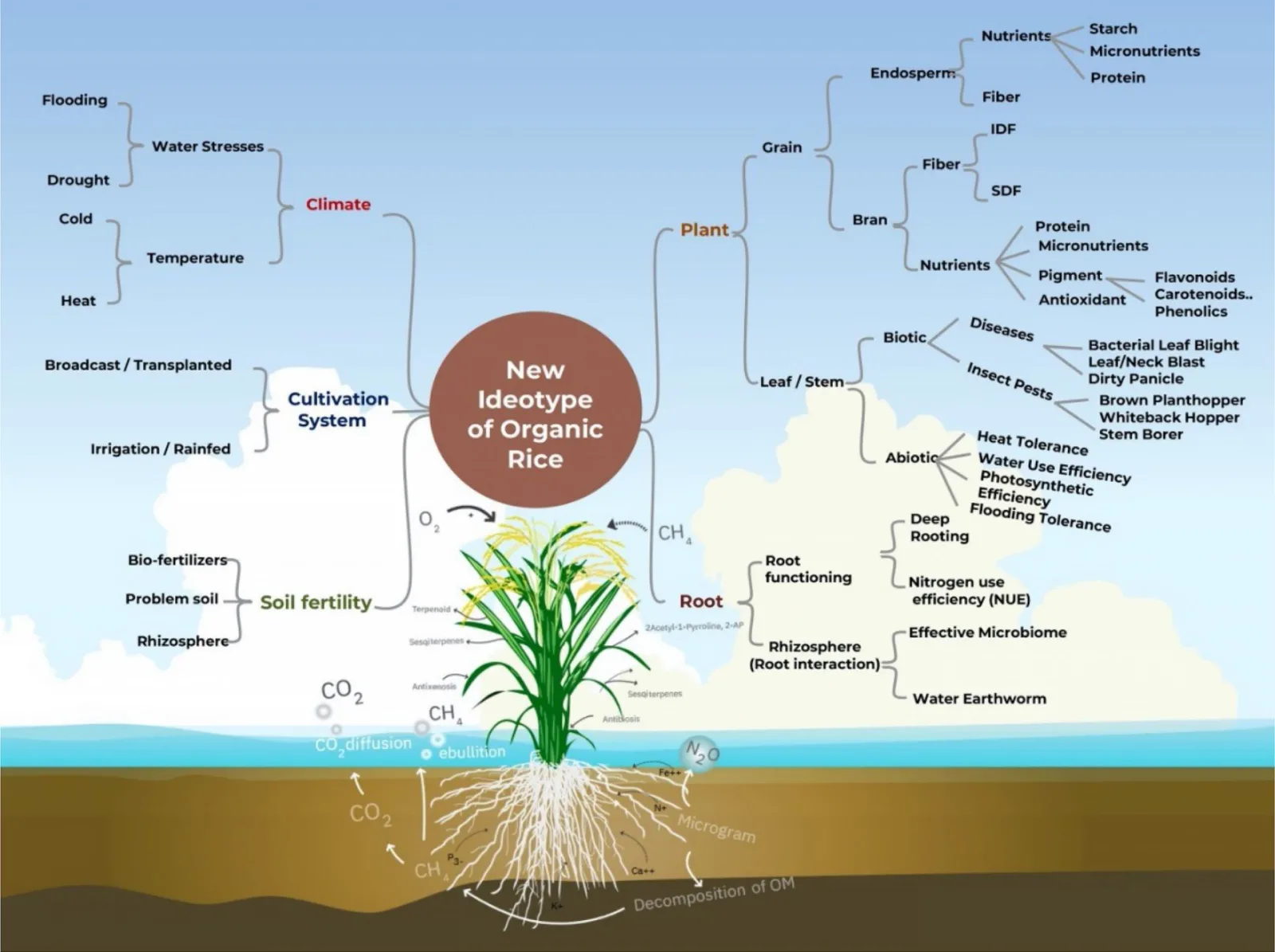 The next green revolution of organic rice