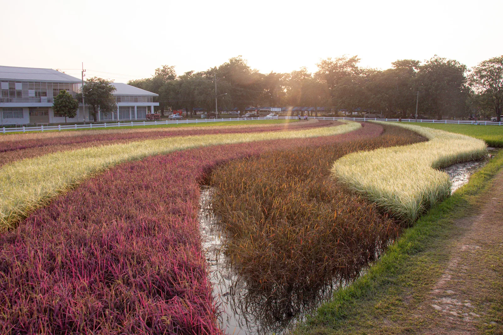 Rainbow Rice: Many Benefits