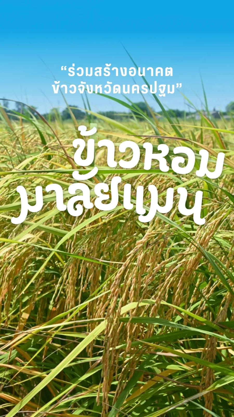On 16 June 2026, the Rice Science Center, Kasetsart University, Kamphaeng Saen Campus, held a ceremony to pass on the seed of the future, “Hom Malai Man Rice: From Research to Farmers”…