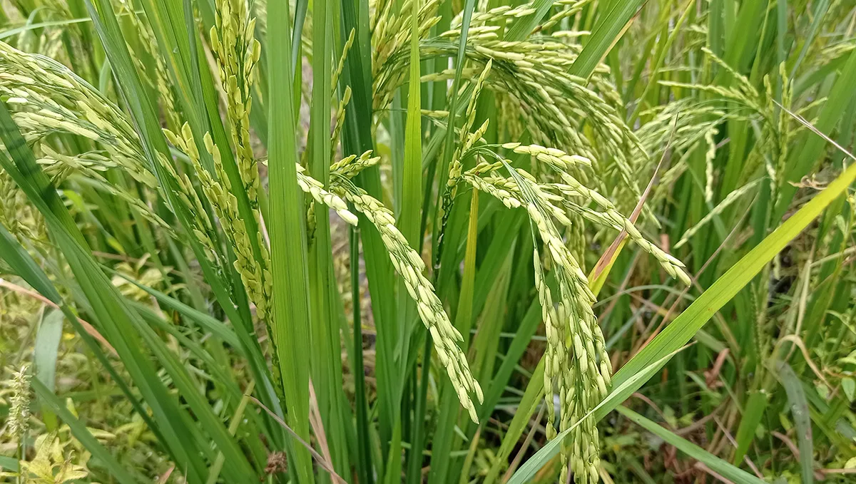 Hom Siam Rice