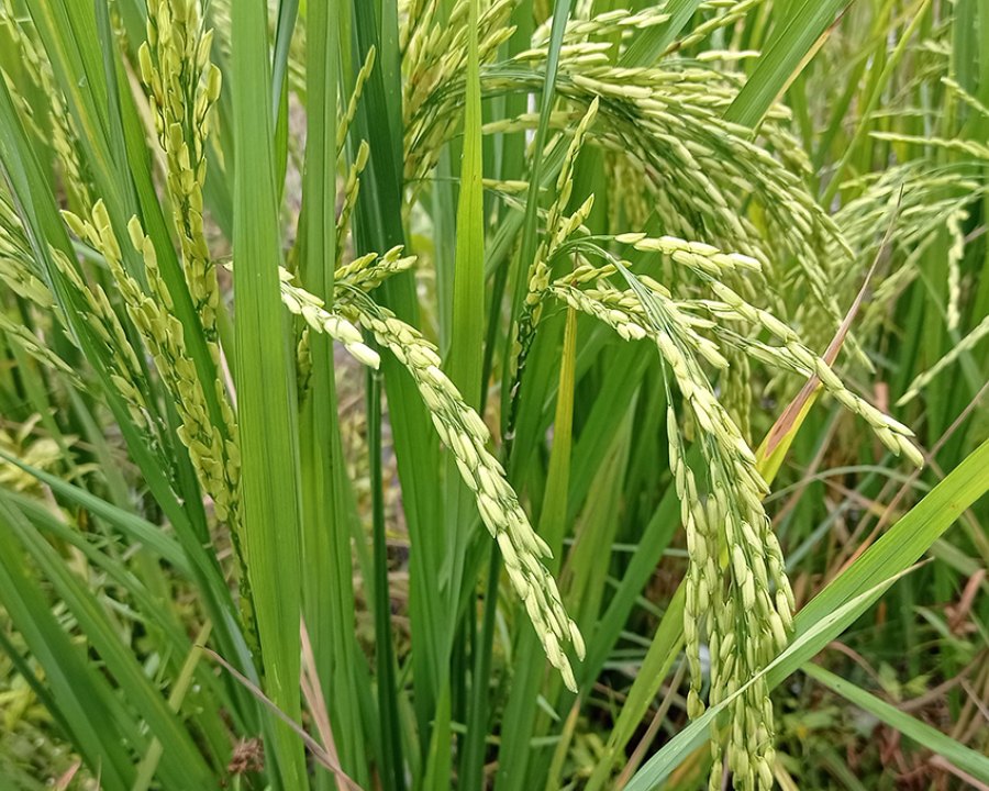 Hom Siam Rice