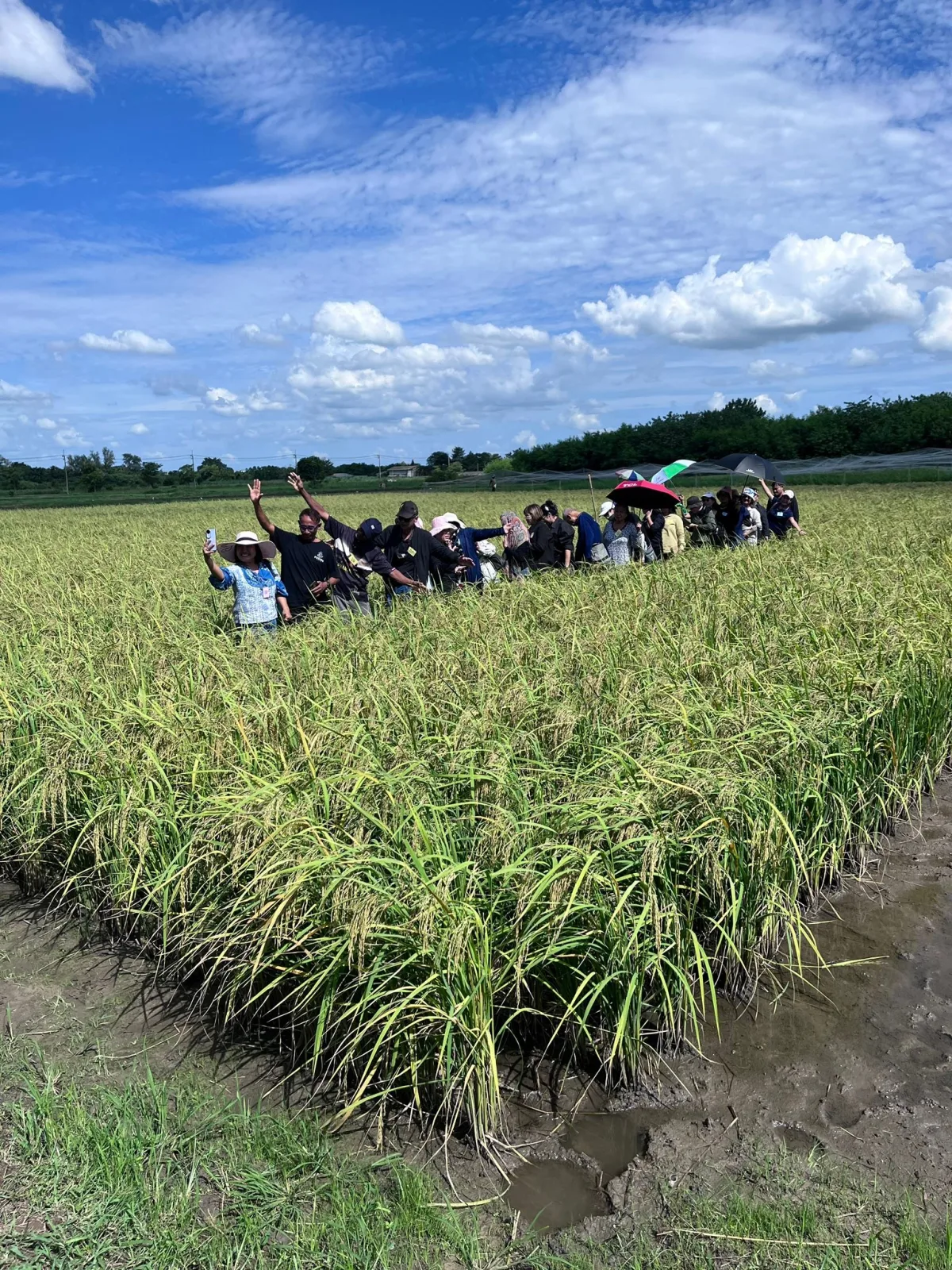 Rice Science Center, KU, and the APBT Team of BIOTEC, NSTDA, Welcome a Study Group from the Natural Farming Seed Selection and Development Project of the Wat Yannasangvararam Agricultural Career Training and Development Center…