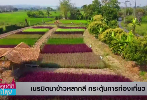 รวมข่าวจุดเช็กอิน นาข้าวหลากสี Rainbow Rice ณ เชียงใหม่ มี.ค. 2565