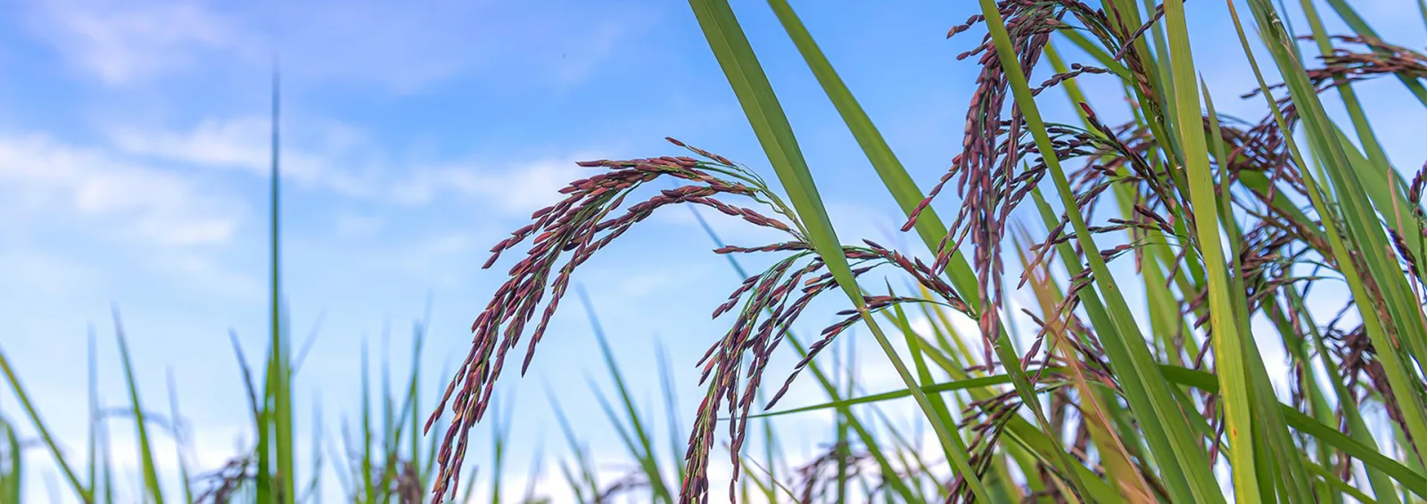 How to Grow Riceberry Rice in an Organic Farming System