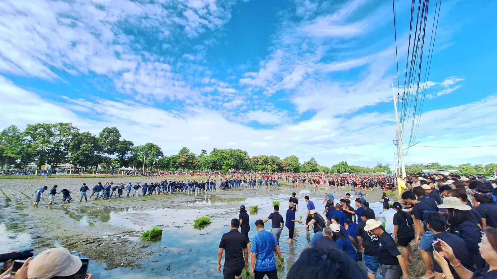 Rice Science Center, KU, Joins National Mother's Day 2026 Rice Planting to Remember and Express Gratitude for Royal Kindness and Carry On the Tradition and Way of Life of Thai Farmers
