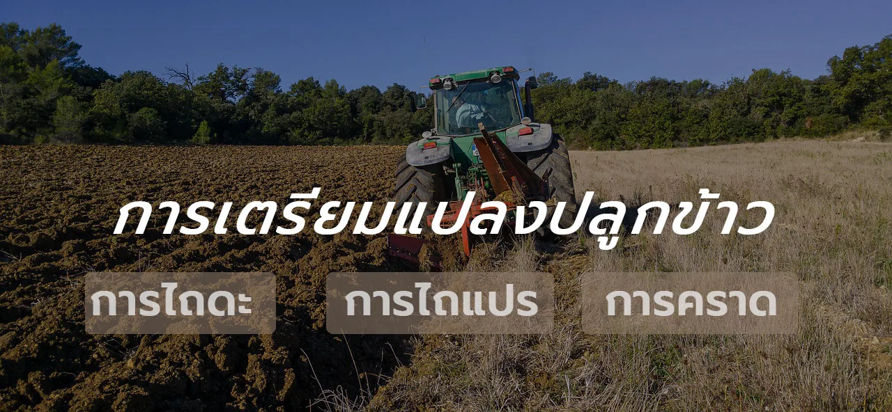 How to Grow Riceberry Rice in an Organic Farming System