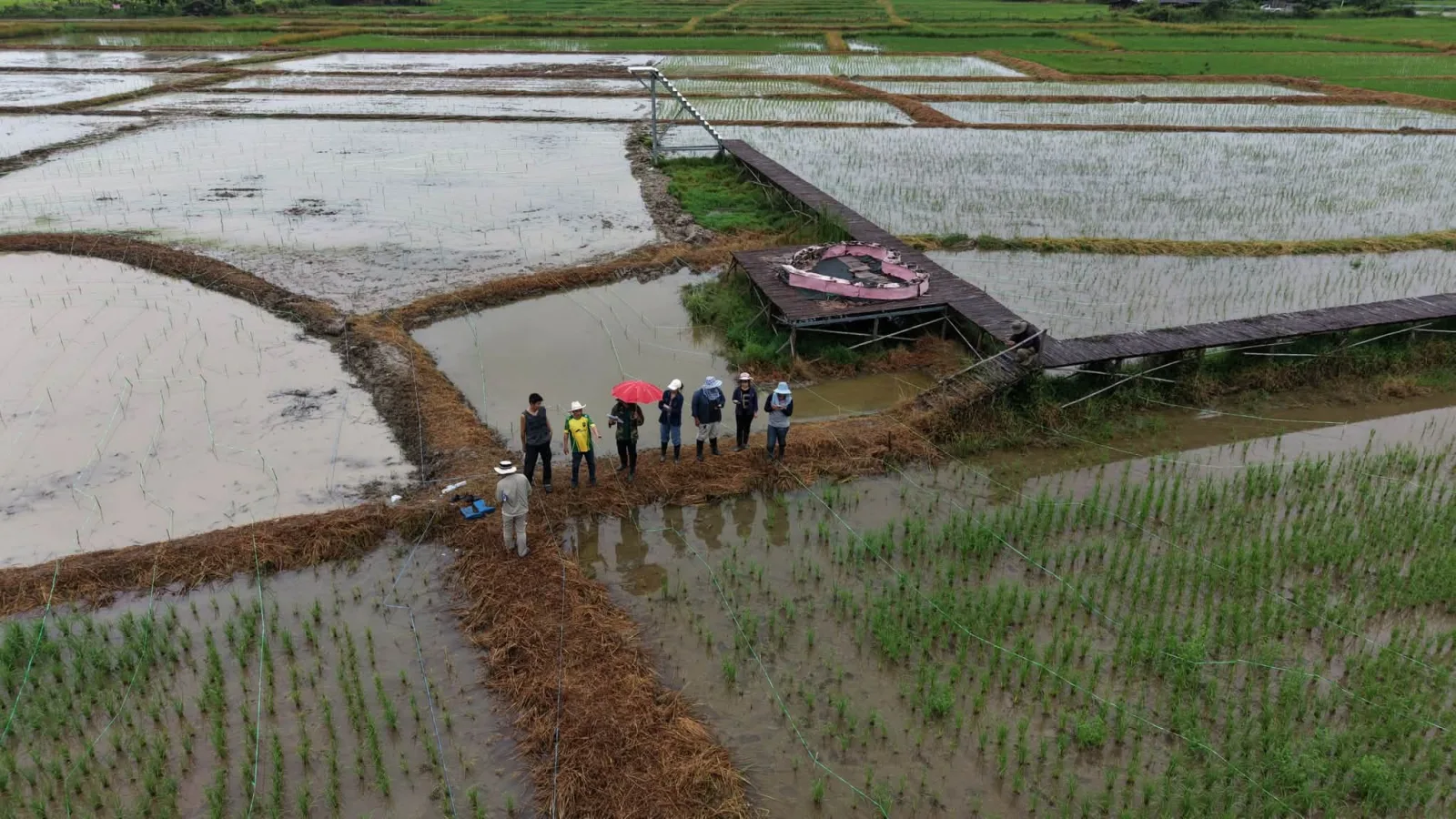 “Clean Air Rice” Turns Ordinary Paddies into Works of Art