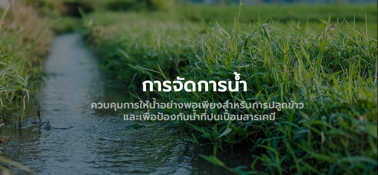 How to Grow Riceberry Rice in an Organic Farming System