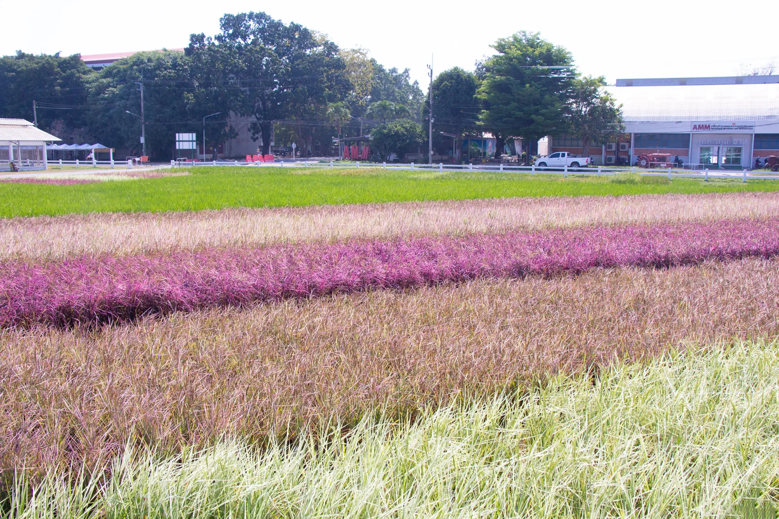 Rainbow Rice: Many Benefits