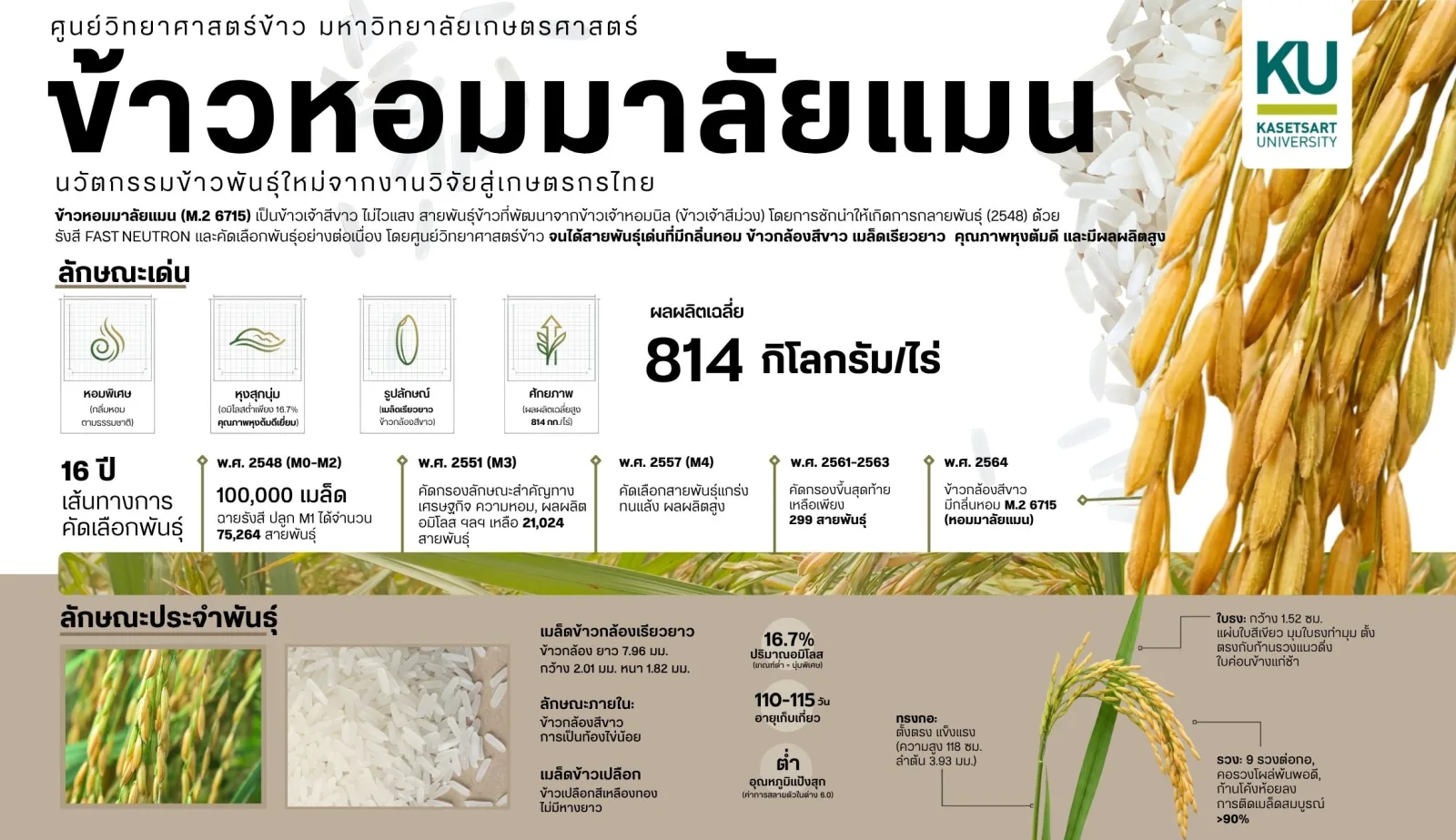 rice-homma-laiman-2.jpg