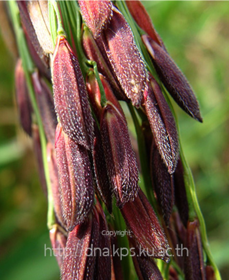 Riceberry