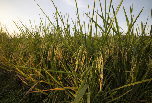 Tailor-made climate-ready and nutrient-dense rice