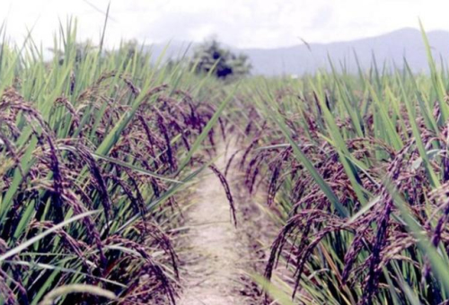 Thai Innovation A Thai Breakthrough  in combating iron deficiencies
