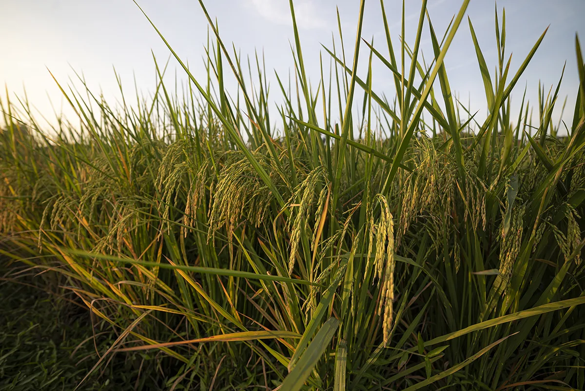 Tailor-made climate-ready and nutrient-dense rice