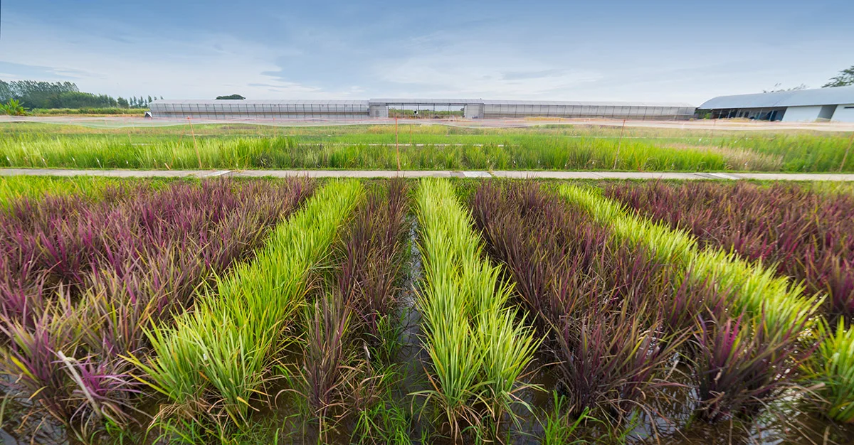 Rice Field Art
