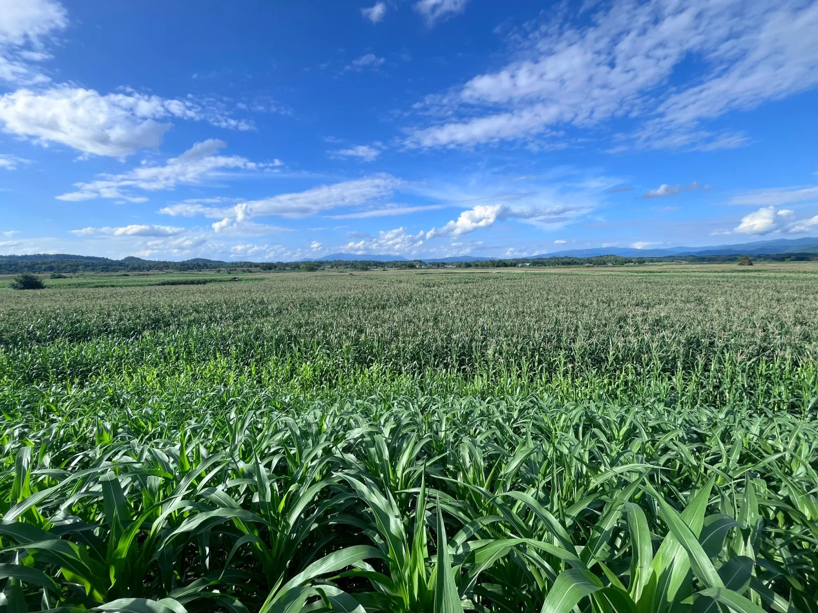 On 24 June 2026, Assoc. Prof. Dr. Siwaret Arikit, Director of the Rice Science Center, and Mr. Suman Hoimala, agricultural officer of the Rice Science Cent…