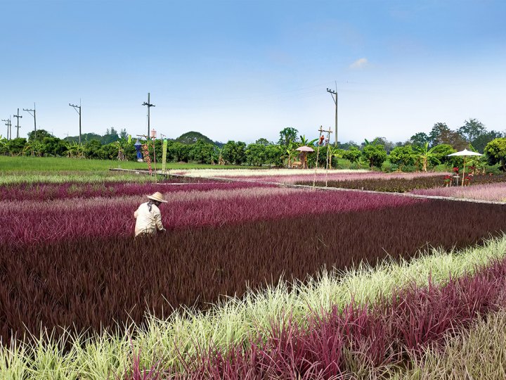 Rainbow rice  A paradigm shift in future foods
