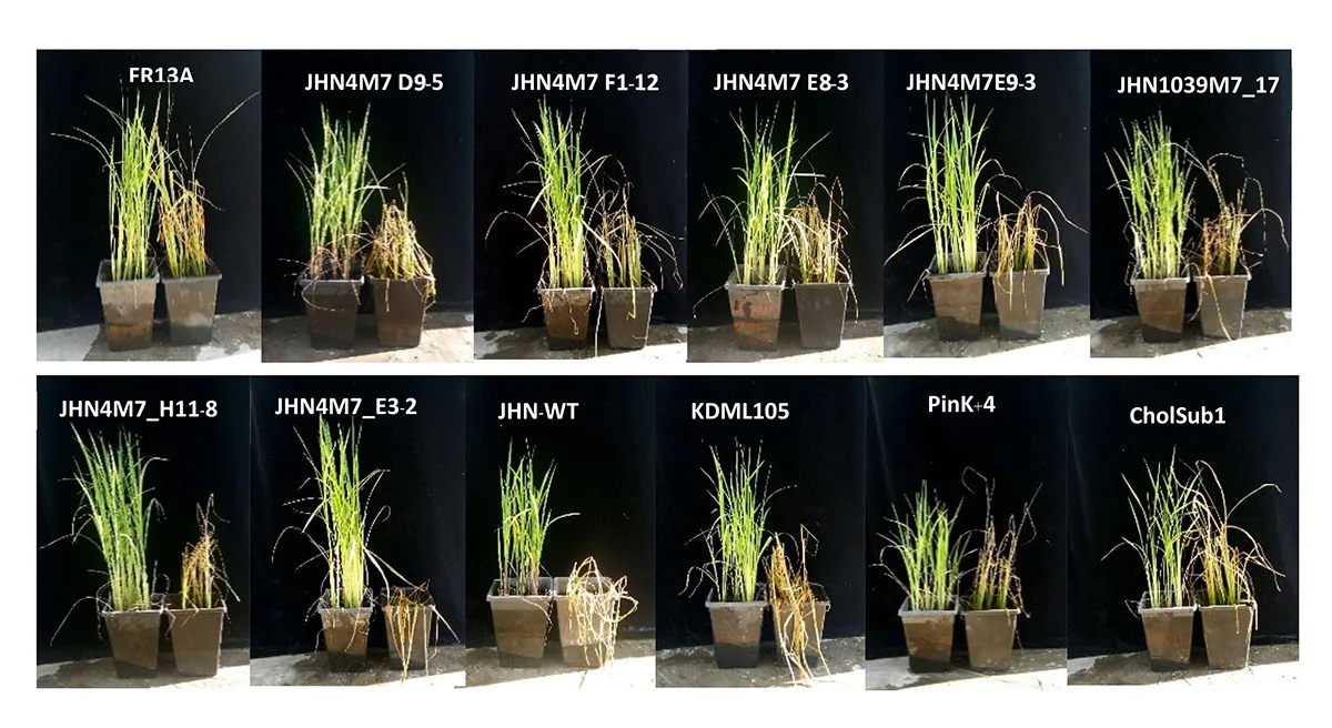 Generating renewable genetic diversity in purple rice