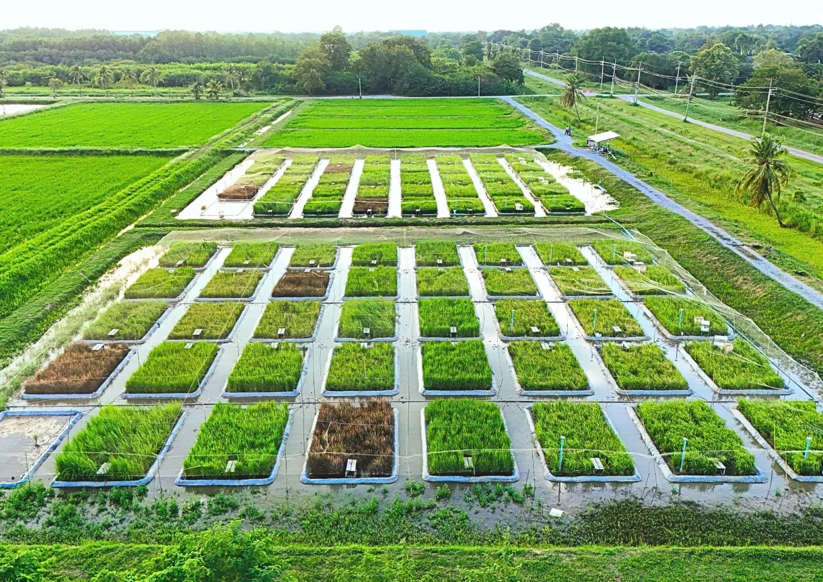 Innovation in Large-Scale High-Productivity Rice Production: the "Reduce 4, Increase 4" Model