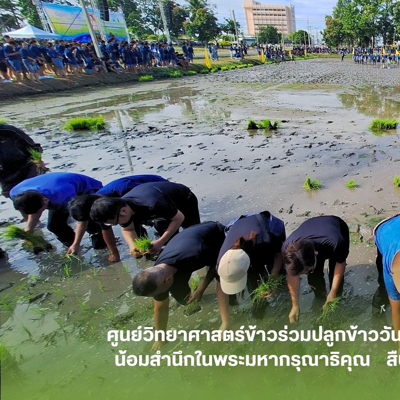 Rice Science Center, KU, Joins National Mother's Day 2026 Rice Planting to Remember and Express Gratitude for Royal Kindness and Carry On the Tradition and Way of Life of Thai Farmers