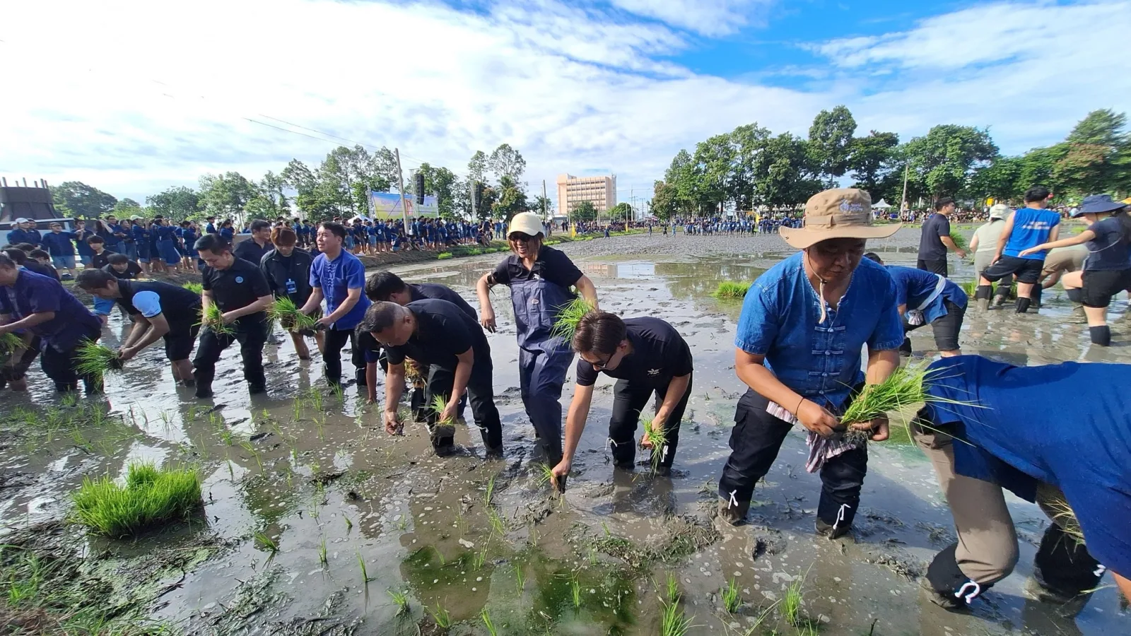 Rice Science Center, KU, Joins National Mother's Day 2026 Rice Planting to Remember and Express Gratitude for Royal Kindness and Carry On the Tradition and Way of Life of Thai Farmers