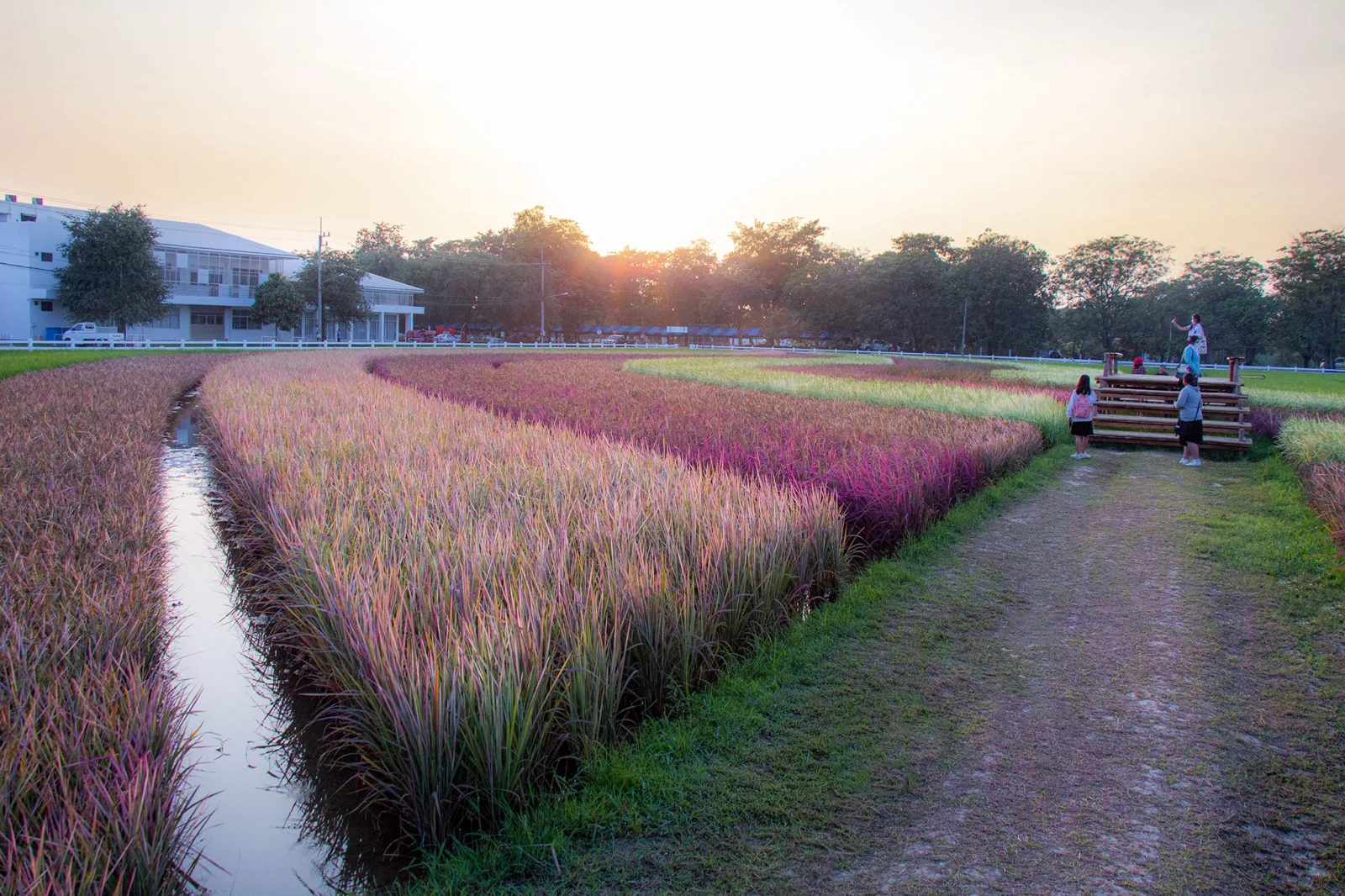 Rainbow Rice: Many Benefits
