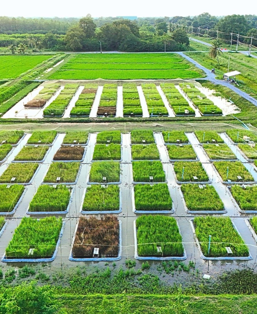 Innovation in Large-Scale High-Productivity Rice Production: the "Reduce 4, Increase 4" Model
