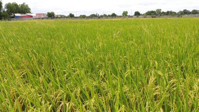 ข้าวหอมจินดา ข้าวเจ้าสายพันธุ์ใหม่แข็งแรง ทนโรค