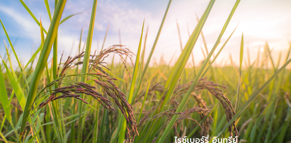Riceberry Field
