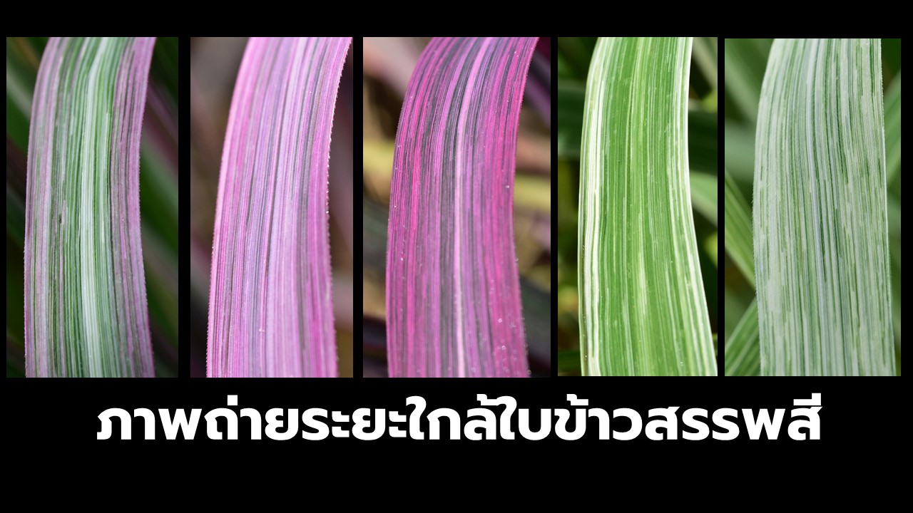Rainbow Rice