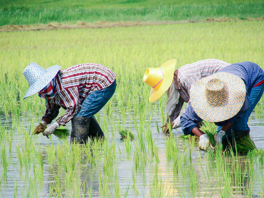 Riceberry rice Thailand’s antioxidant-packed nutraceutical and super food!