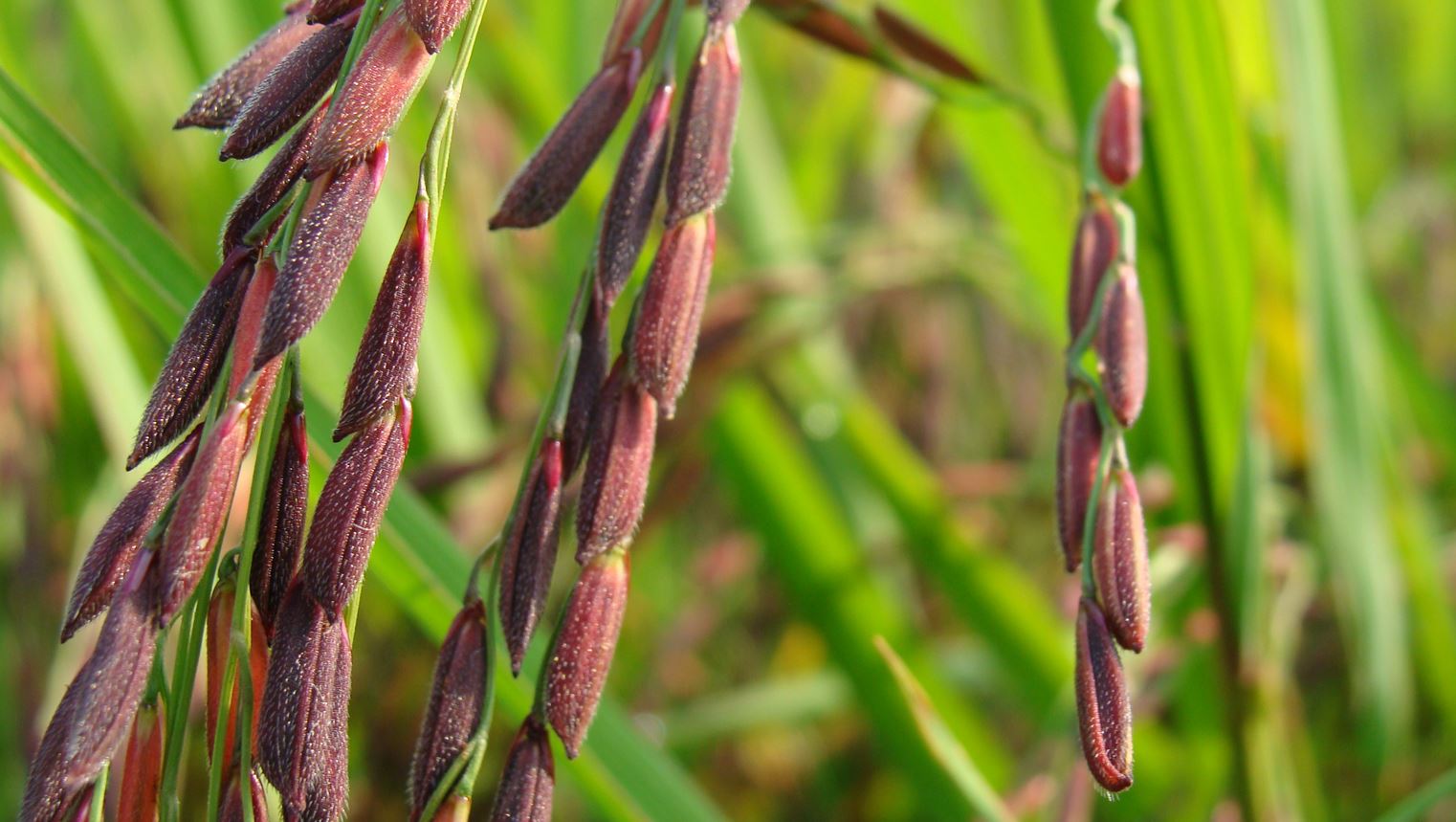 Riceberry Logo