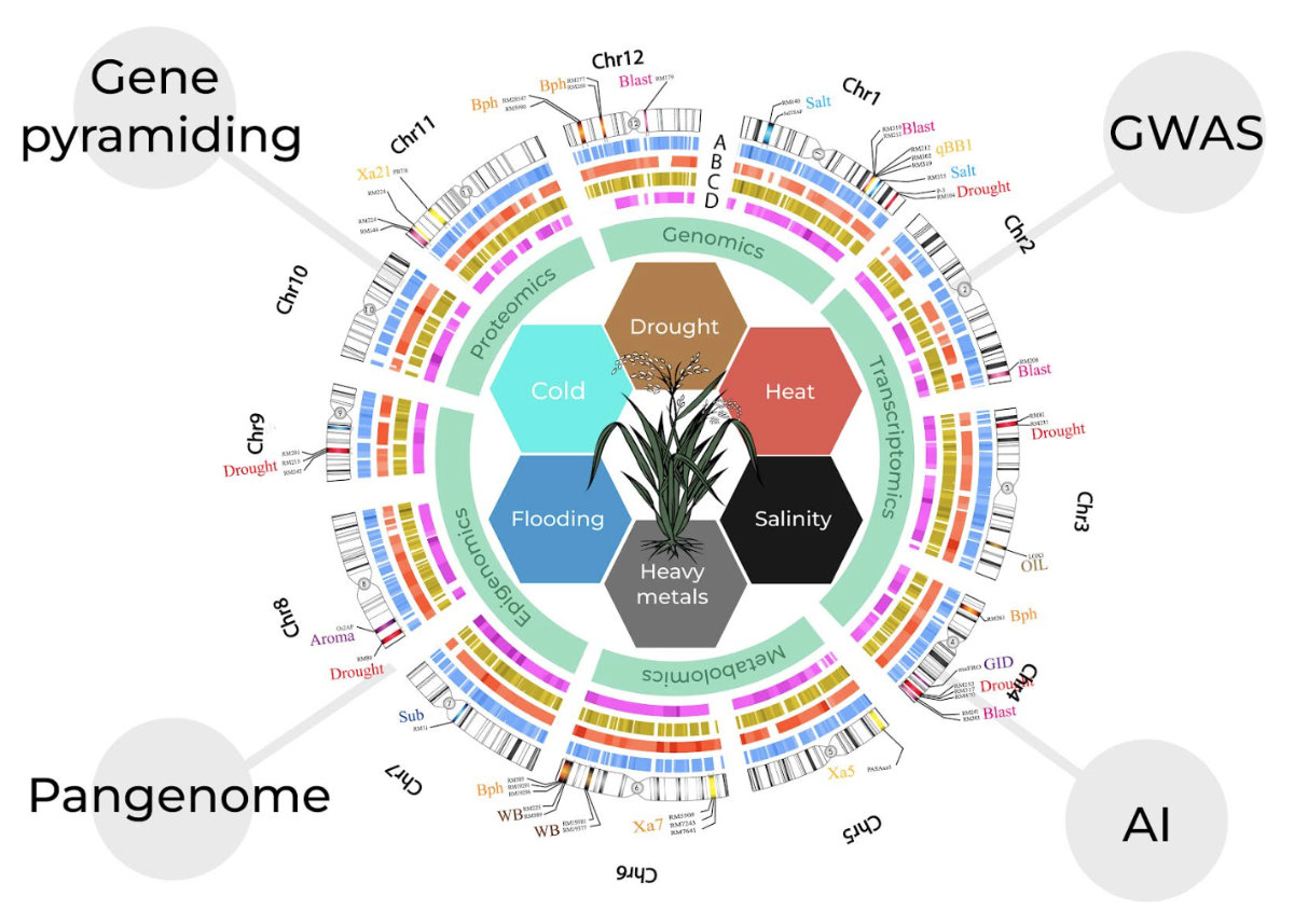 rsc-rice-genome.jpg
