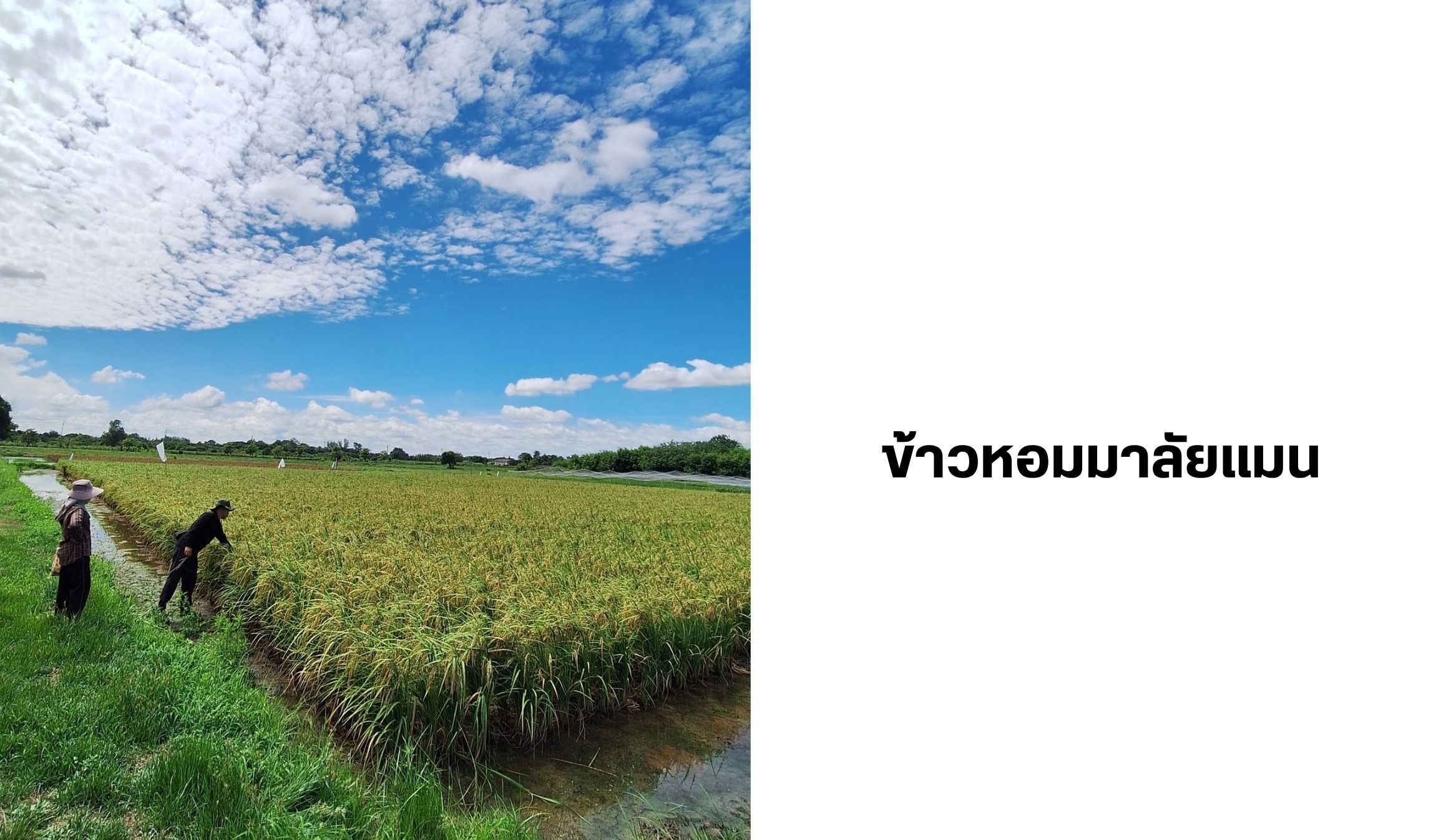 rice-homma-laiman-3.jpg