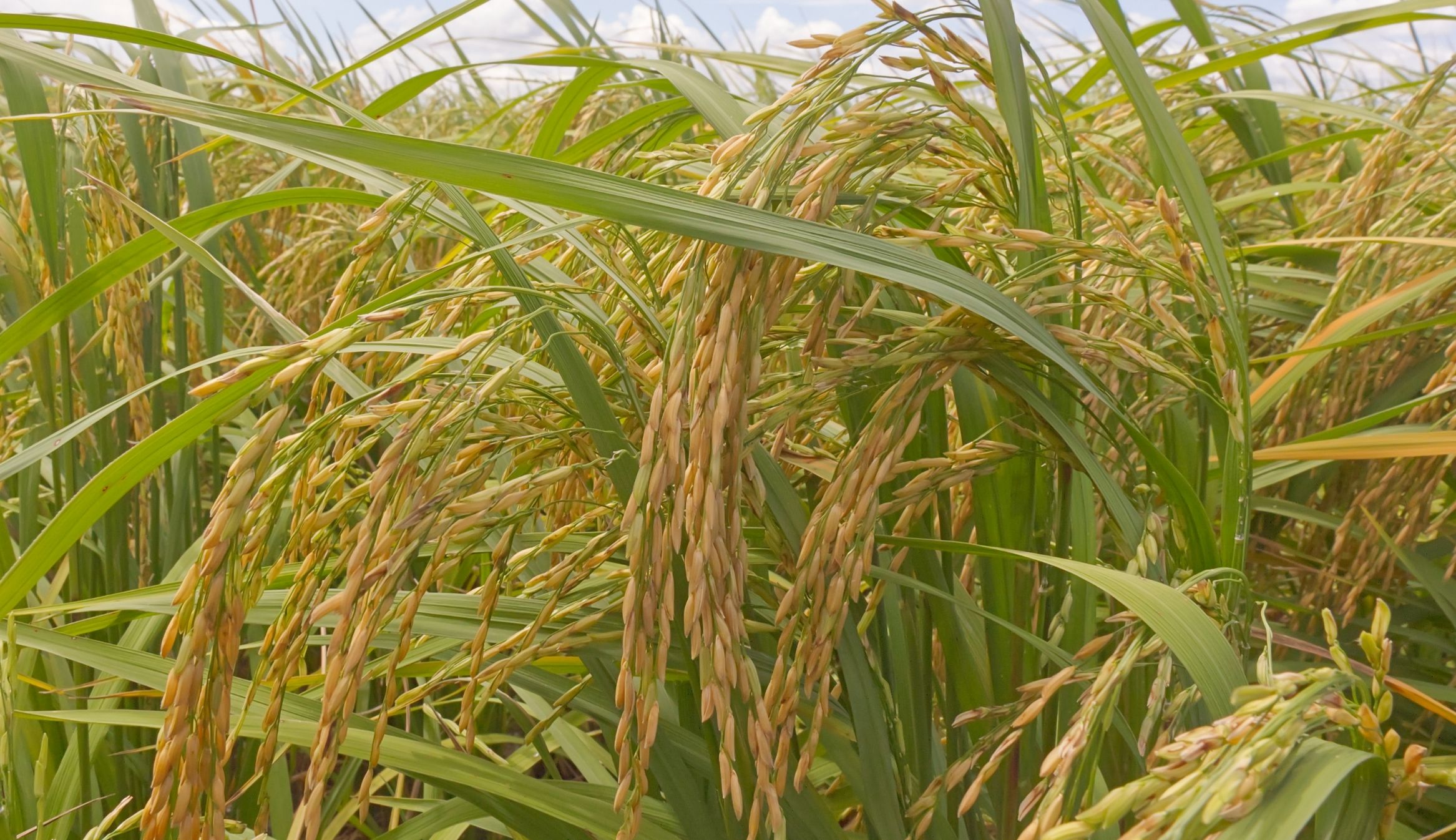 rice-homma-laiman-55.jpg